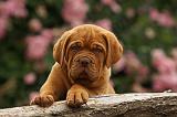 DOGUE DE BORDEAUX 338